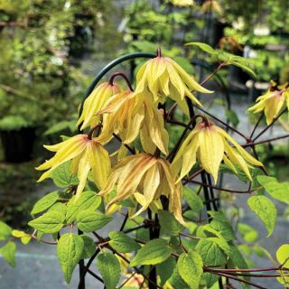 Funyella Clematis Thumbnail
